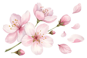 Cherry blossom watercolor branch with petals. Transparent PNG.