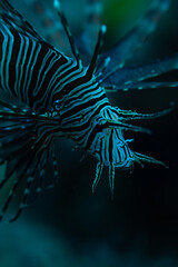 lionfish in aquarium