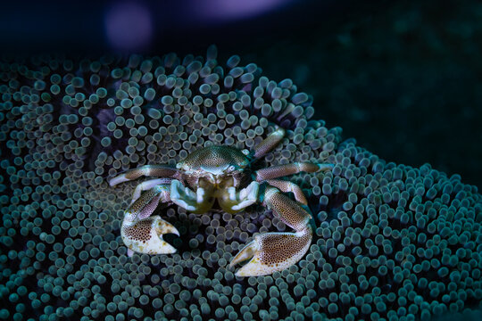 crab on the beach - Powered by Adobe