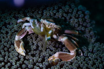 crab on the beach
