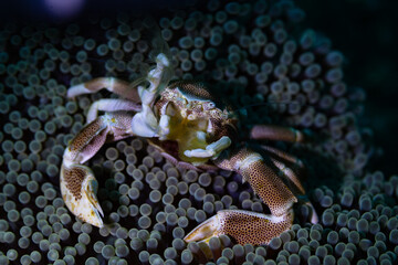 crab on a rock