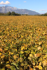 Glycine max agricultural landscape against blue sky on autumn season. Yellow soybean field on a sunny day