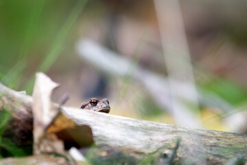 Common toad looking over a branch on the forest floor, detailed wildlife macro in natural light.
