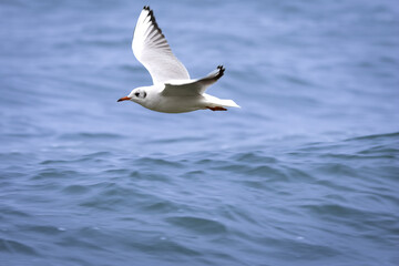 Female black-headed gull in flight – elegant seabird captured mid-air