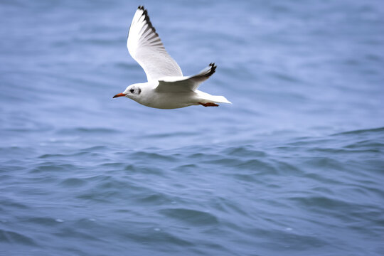 Female black-headed gull in flight – elegant seabird captured mid-air - Powered by Adobe