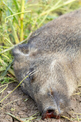 Dead wild boar on a field, suspected African swine fever (ASF), wildlife and veterinary documentation.