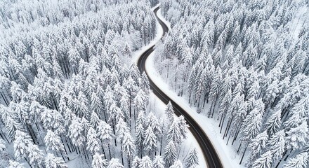 Snowy forest road winding through tall trees