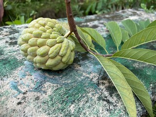 Light green sugar-apple (custard apple) freshly picked with its stem and leaves, isolated on a clean background, highlighting natural texture and tropical freshness