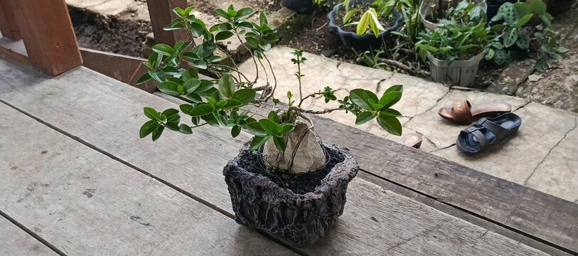 This is a sancang tree that was made with one's own work, made into a bonsay that has high artistic value because it requires time and high precision.