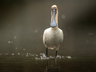 The&nbsp;Royal Spoonbill&nbsp;or Platalea regia is a&nbsp;large and distinctive white water bird named for its long, flat, black, spoon-shaped bill.
