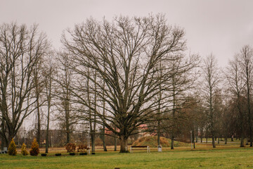 Obraz premium Leafless tree stands prominently in a serene park landscape, surrounded by barren branches and distant trees, evoking a tranquil autumn atmosphere with soft gray skies