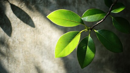 Vibrant Green Leaves Backlit by Sunlight, Casting Shadows on Textured Wall