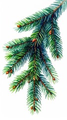 Fototapeta premium Spruce branch with needles and buds, watercolor style