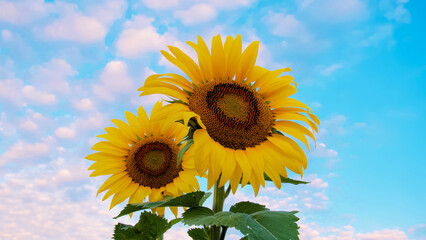 sunflower and blue sky Shows sunflowers in a field. Full-frame composition, yellow-green tone. Realistic style, floral background