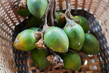 Close-up of Betel nut or Areca nut