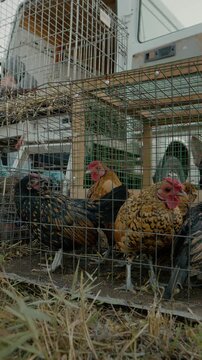 Vertical Screen: At the busy bird market, Sebright chickens and other colorful birds are displayed in cages, showcasing a variety of avian species available for sale.