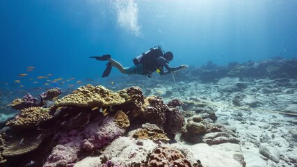 A Marine scientist conducts research on a tropical reef while SCUBA Diving