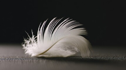 Single white feather, delicate and soft, on dark textured surface, close - up view, copy space.