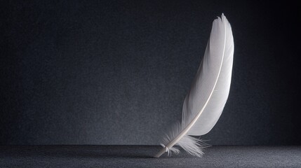 Single white feather, elegant and slender, on dark textured surface, side view, copy space.