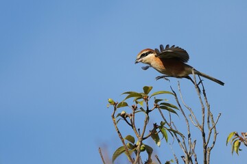 skipping Bull-headed Shrike on the top of tree, HAPPY!
