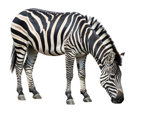 Obraz premium A zebra with distinctive black and white striped coat standing with its head lowered and grazing on the ground