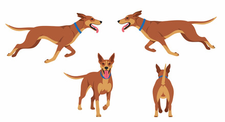 A brown dog with a blue collar shown in four different poses: running side views, a front view, and a rear view.