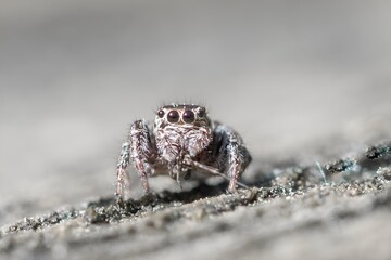 Skakun na jasnym podłożu, makro portret skaczącego pająka.