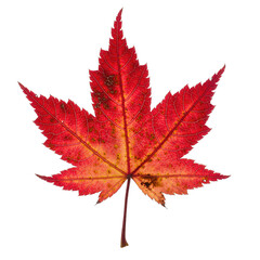 Fototapeta premium Vibrant Red Maple Leaf With Golden Yellow Accents And Tiny White Sparkles Isolated On A Black Background Detailed Macro Autumn Photography