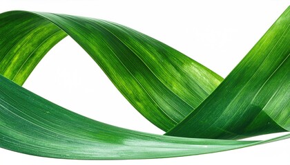 Curving green leaf, isolated. Abstract. Fresh. Botanical