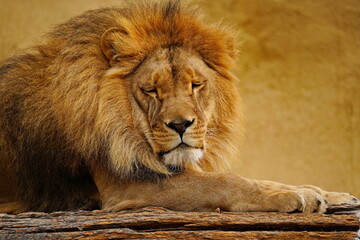 The lion is lying on a wooden platform. Zoo. Autumn time.