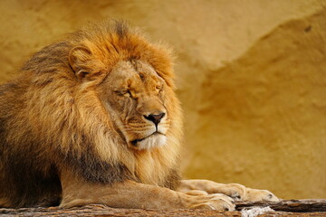 Obraz premium The lion is lying on a wooden platform. Zoo. Autumn time.
