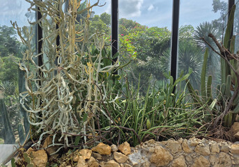 Tall, sculptural cacti stand guard in the foreground, their green forms contrasting with the dense, leafy trees and cloudy sky behind them