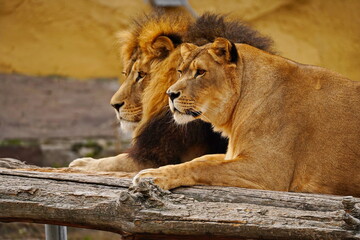 A lion and a lioness on a wooden platform. Zoo. Autumn time.
