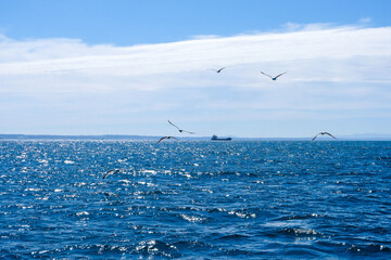 seagulls on the sea Displays a vast ocean under a blue sky with birds. Full-frame composition, blue-white tone. Realistic style, coastal background
