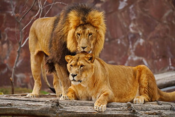 Naklejka premium A lion and a lioness on a wooden platform. Zoo. Autumn time.