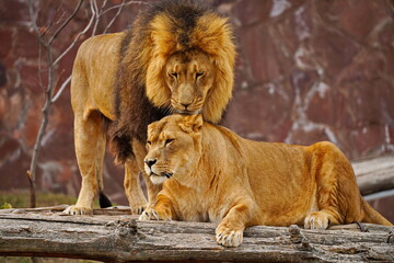 A lion and a lioness on a wooden platform. Zoo. Autumn time.