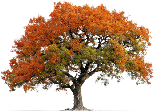 Vibrant autumn tree with colorful foliage standing alone