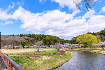 春　桜と青空　宮城県平筒沼(びょうどうぬま)を歩く
