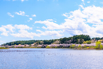 Obraz premium 春 桜と青空 宮城県平筒沼(びょうどうぬま)を歩く 
