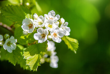 White hawthorn flowers on a green natural background
