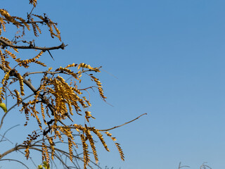 View of trees from below, forest and blue clouds, nature and clean air, forest background A tree with orange leaves is in the middle of a forest, fall, autumn. High quality