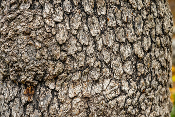 Wood Texture Abstract Background. A vertical shot of the textures on the trunk of a tree