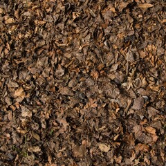 Dry Brown Leaf Covering Forest Floor in Autumn Natural Setting
