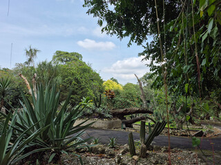 Tall, sculptural cacti stand guard in the foreground, their green forms contrasting with the dense, leafy trees and cloudy sky behind them