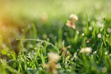 Closeup of grass blades covered with dew