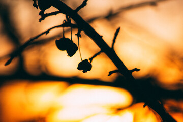 autumn leaves on the tree Displays a branch with leaves in warm light. Full-frame composition, orange-brown tone. Realistic style, nature background
