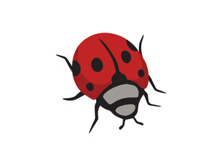 Hand Drawn Ladybug Beetle Insect
