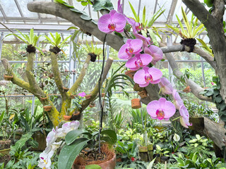 Delicate orchids bloom gracefully among lush green leaves and gnarled branches in a sunlit garden.
