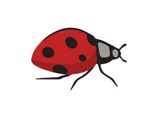 Hand Drawn Ladybug Beetle Insect
