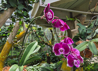 Delicate orchids bloom gracefully among lush green leaves and gnarled branches in a sunlit garden.